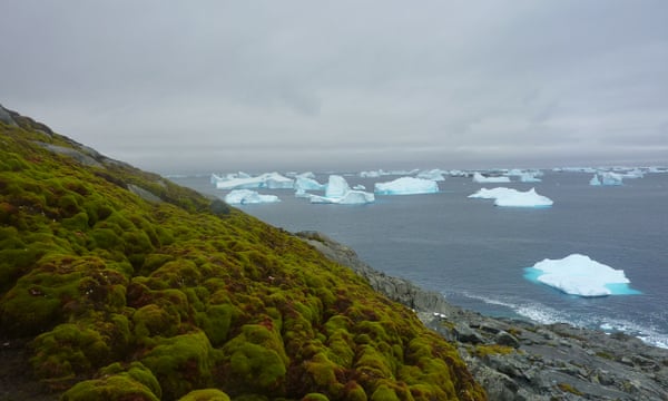 Antarctic Plant Growth Surges Amid Climate Change